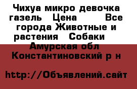 Чихуа микро девочка газель › Цена ­ 65 - Все города Животные и растения » Собаки   . Амурская обл.,Константиновский р-н